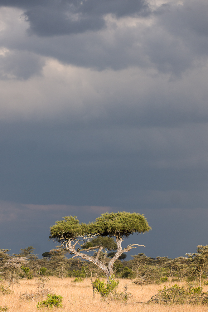 laikipia